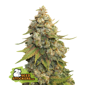 Seedstockers Golden Lemon Haze 5 Stk feminisiert