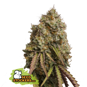 Seedstockers Gorilla Cookies 5 pcs feminised