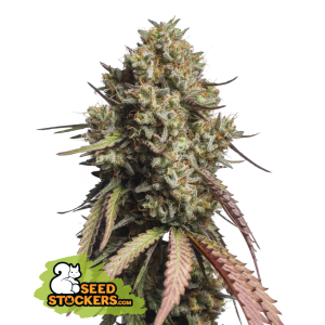 Seedstockers Gorilla Cookies Auto 5 pcs feminised