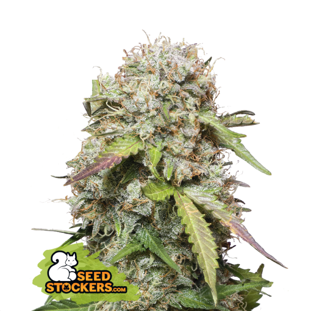 Seedstockers Jack Herer Auto 3 pcs feminised