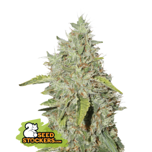 Seedstockers Northern Lights 3 Stk feminisiert
