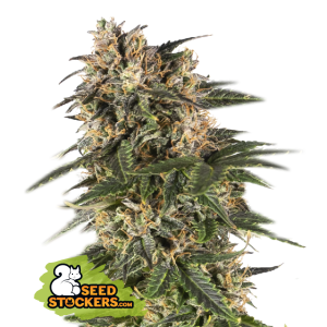 Seedstockers Northern Lights Auto 5 pcs feminised