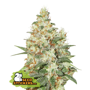 Seedstockers OG Kush Auto 3 pcs feminised