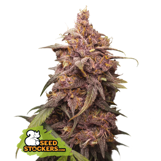 Seedstockers Purple Punch 5 Stk feminisiert