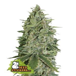 Seedstockers Super Skunk Auto 100 Stk feminisiert