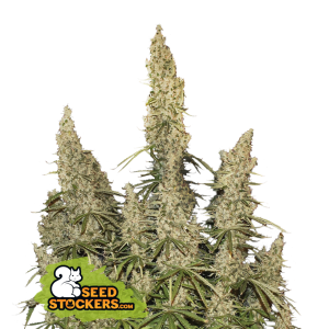 Seedstockers White Widow Auto 5 pcs feminised