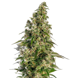 Sensi Seeds Afghani  #1 Auto 5 pcs feminised