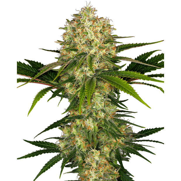 Sensi Seeds Afghani #1 5 pcs feminised