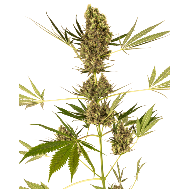 Sensi Seeds Alpine Delight CBD Auto 3 pcs feminised