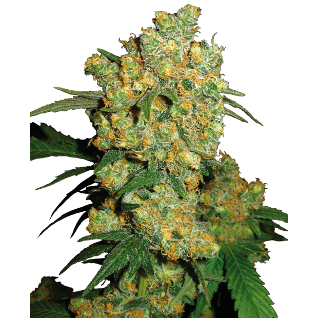 Sensi Seeds Big Bud 3 pcs feminised