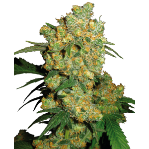 Sensi Seeds Big Bud 3 pcs feminised