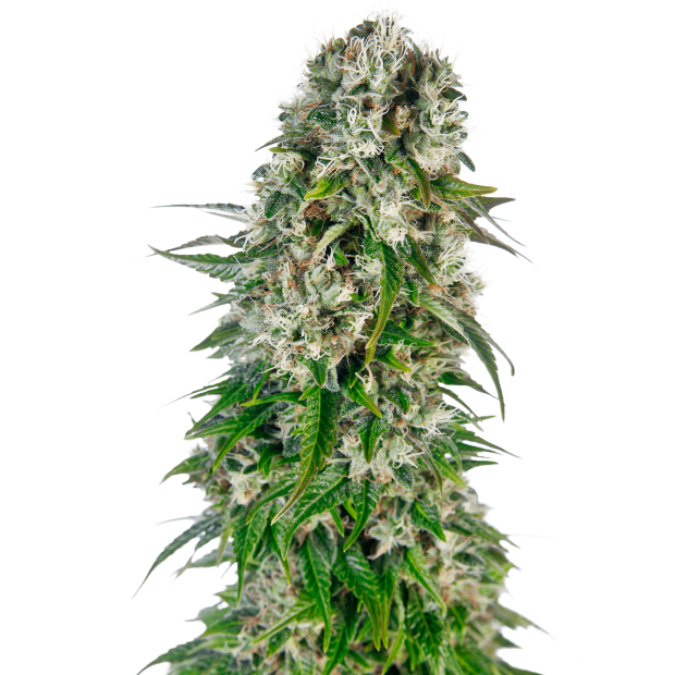 Sensi Seeds Big Bud Auto 5 Stk feminisiert