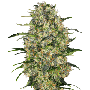 Sensi Seeds Black Domina 10 Stk regular