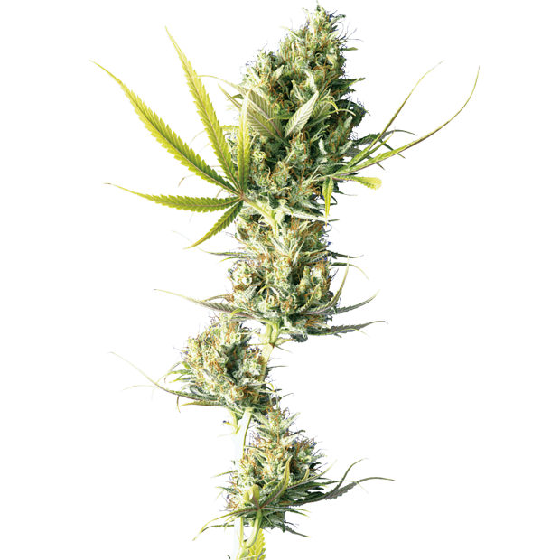 Sensi Seeds Durban 10 pcs regular