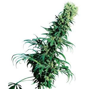 Sensi Seeds Early Pearl 10 pcs regular