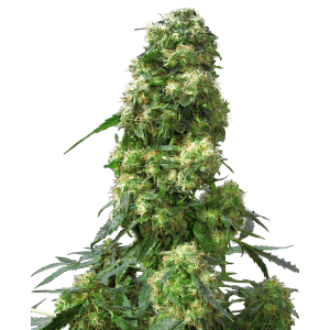 Sensi Seeds Early Skunk 3 pcs feminised