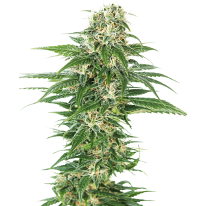 Sensi Seeds Early Skunk Auto 3 Stk feminisiert