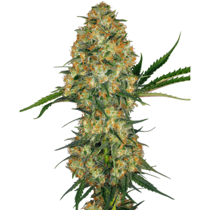 Sensi Seeds Hindu Kush 10 pcs regular