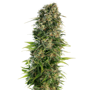 Sensi Seeds Hindu Kush Auto 3 Stk feminisiert
