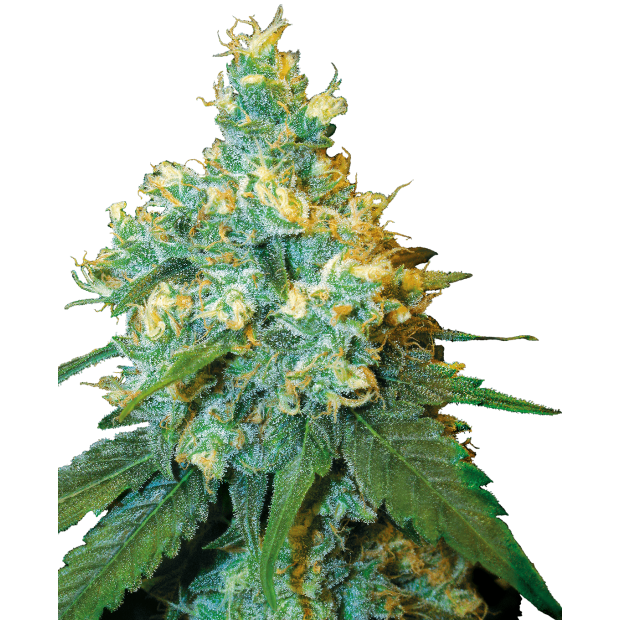 Sensi Seeds Jack Herer 10 pcs feminised