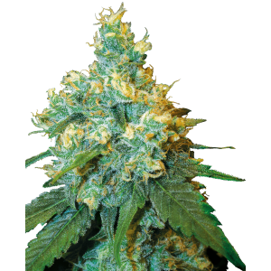 Sensi Seeds Jack Herer 10 pcs feminised