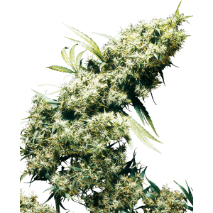 Sensi Seeds Jamaican Pearl 3 Stk feminisiert