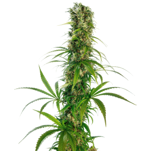 Sensi Seeds Michka 5 pcs feminised