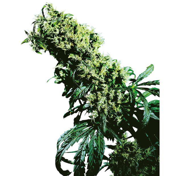 Sensi Seeds Northern Lights #5 X Haze 10 Stk feminisiert
