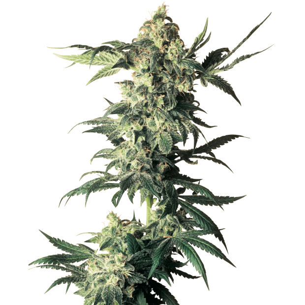 Sensi Seeds Northern Lights 10 pcs regular