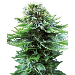 Sensi Seeds Northern Lights Auto 3 pcs feminised