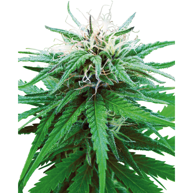 Sensi Seeds Ruderalis Indica 10 pcs regular