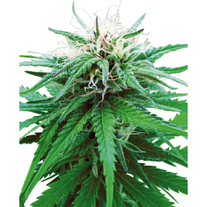 Sensi Seeds Ruderalis Indica 10 pcs regular