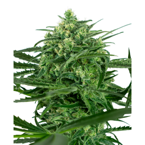 Sensi Seeds Sensi Amnesia 5 Stk feminisiert