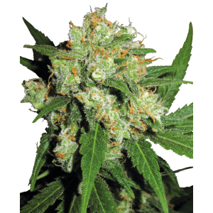 Sensi Seeds Sensi Skunk 3 Stk feminisiert
