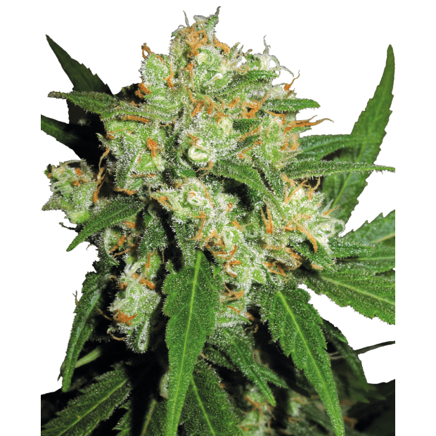 Sensi Seeds Sensi Skunk 5 Stk feminisiert