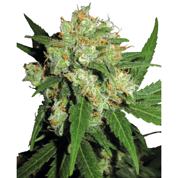 Sensi Seeds Sensi Skunk 10 Stk regular
