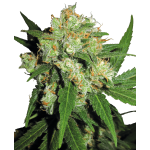 Sensi Seeds Sensi Skunk 10 pcs regular