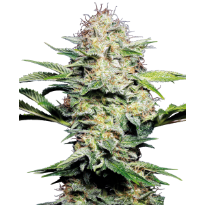 Sensi Seeds Sensi Skunk Auto 10 pcs feminised