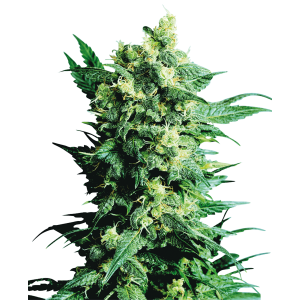 Sensi Seeds Shiva Shanti II 10 pcs regular