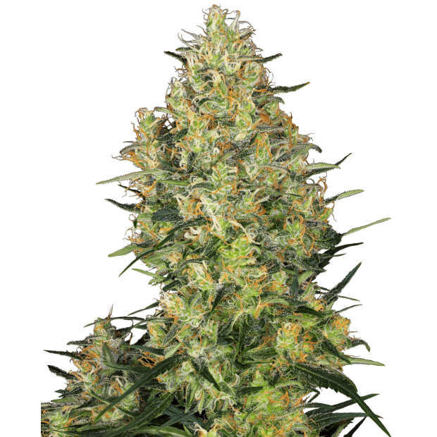 Sensi Seeds Shiva Skunk 3 pcs feminised