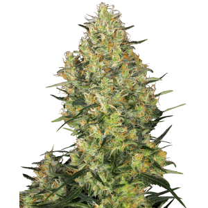 Sensi Seeds Shiva Skunk 5 Stk feminisiert