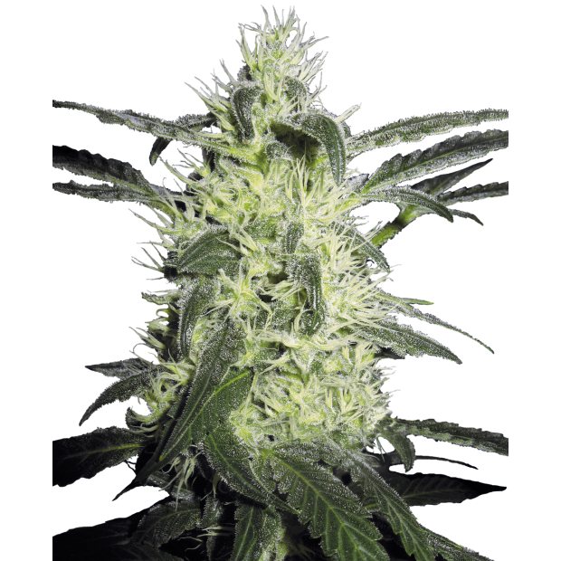 Sensi Seeds Silver Haze 3 pcs feminised