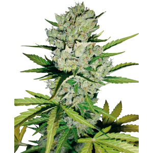 Sensi Seeds Skunk #1 Auto 10 pcs feminised
