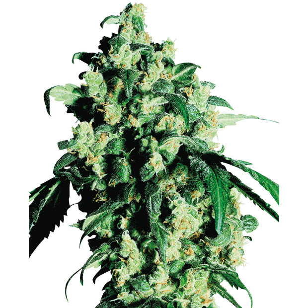 Sensi Seeds Super Skunk 25 Stk feminisiert