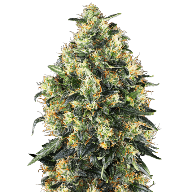 Sensi Seeds Super Skunk Auto 5 pcs feminised