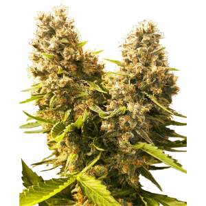 Sensi Seeds Banana Kush Cake Auto 3 Stk feminisiert