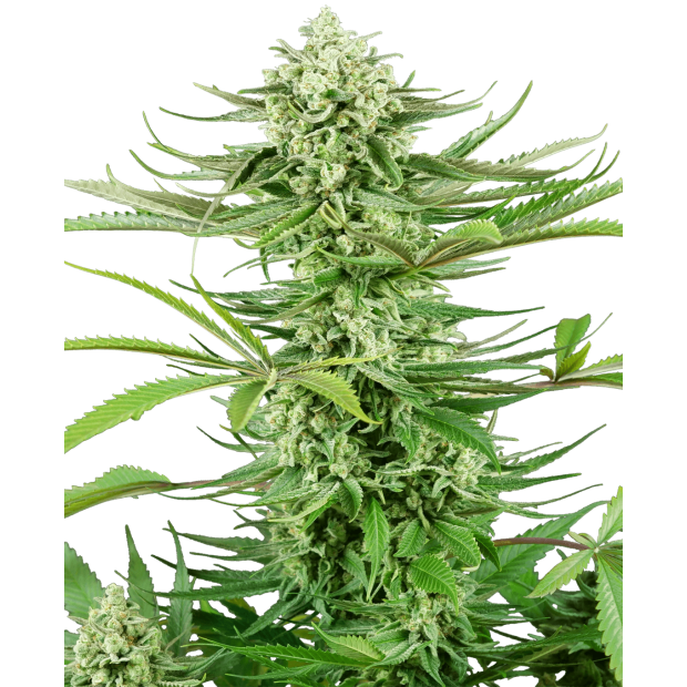 Sensi Seeds Research Cashew Kush 3 pcs feminised