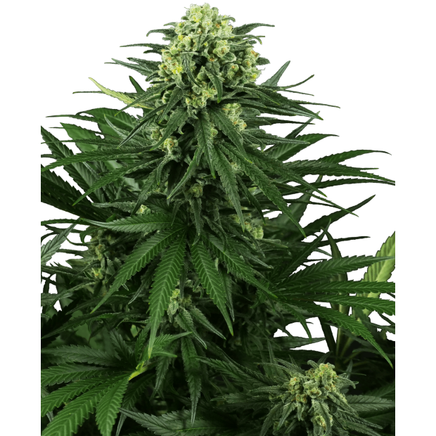 Sensi Seeds Research Honey Melon Kush 5 pcs feminised
