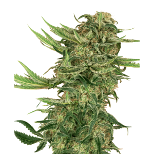Sensi Seeds Research N13 Kush 10 Stk feminisiert