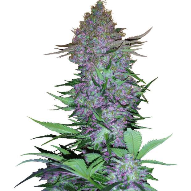 Sensi Seeds Purple Skunk Auto 3 Stk feminisiert